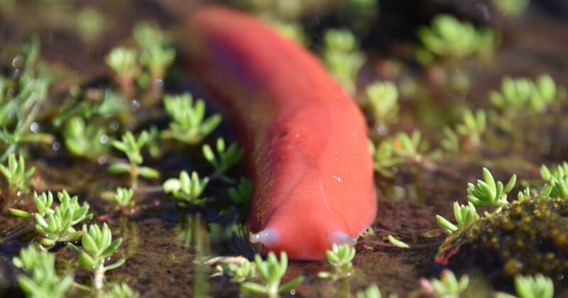 Close-up of a bright red worm-like sea creature, possibly a sea cucumber or slug, lying among small green plants in shallow water. The focus is on its shiny, smooth body, with the background blurred.