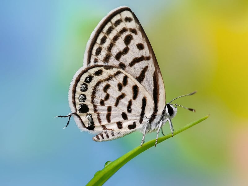 A black and white butterfly with intricate patterns on its wings perches delicately on the tip of a green leaf. The background is a soft blend of blue, green, and yellow hues, creating a serene setting.