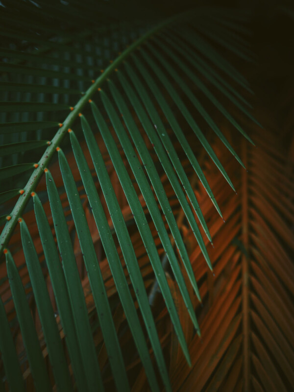 Close-up of overlapping palm leaves, with one set in vibrant green and the other in a rich brownish-orange, creating a contrasting texture and color pattern. The lighting accentuates the natural veins and structure of the leaves.