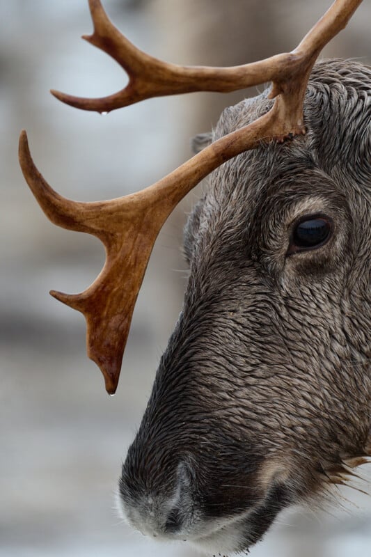 Close-up of a reindeer with large antlers and a wet brown coat. The focus is on its expressive eye and textured fur. The background is softly blurred, suggesting a snowy or cold environment.