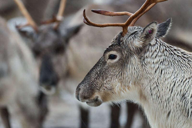 Close-up of a reindeer with wet fur and prominent antlers, standing and looking to the side. Another reindeer is blurred in the background, creating a sense of depth. The overall scene suggests a cold, possibly snowy environment.