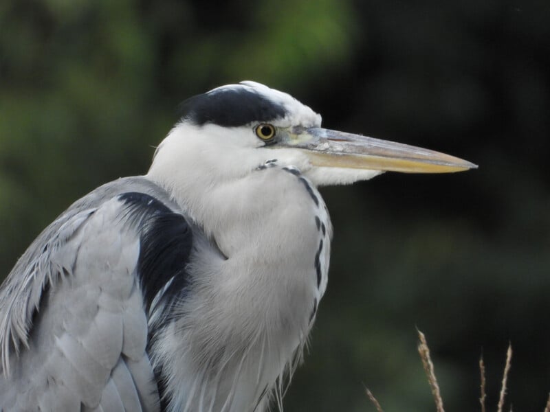 Close-up of a grey heron with a long, pointed beak and sharp yellow eye, against a blurred green background. The bird's feathers are a mix of grey and white, with a distinctive black streak on its head.