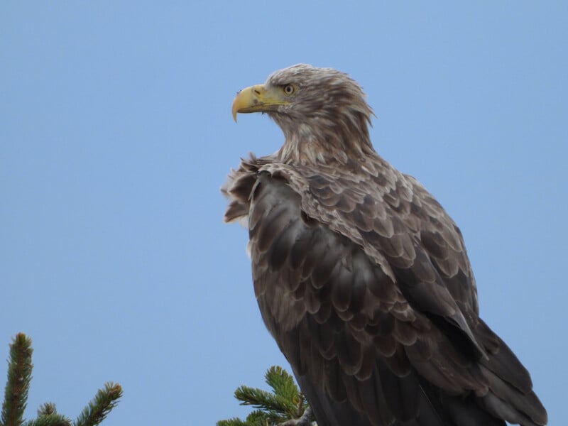 Eagle perched on a branch with a clear blue sky in the background. Its feathers are brown with lighter accents, and it has a sharp, curved yellow beak. The eagle looks majestic and alert.