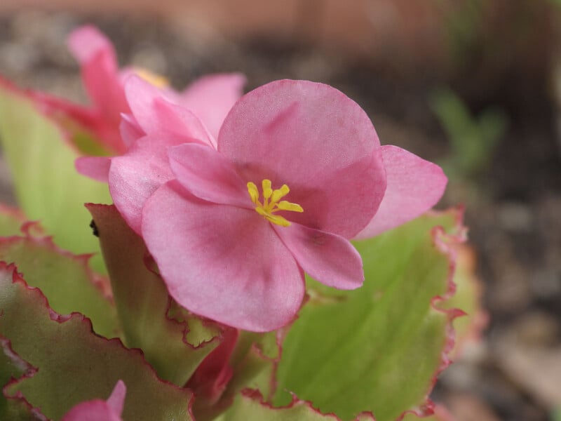 Close-up de uma flor rosa com pétalas delicadas e um centro amarelo, cercado por folhas verdes com bordas com tampas vermelhas. O fundo está borrado, enfatizando os detalhes da flor.