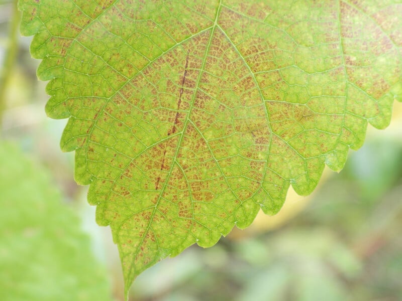 Close-up of a green leaf with a jagged edge, showing intricate veins and small brown spots. The background is softly blurred, highlighting the leaf's texture and details.