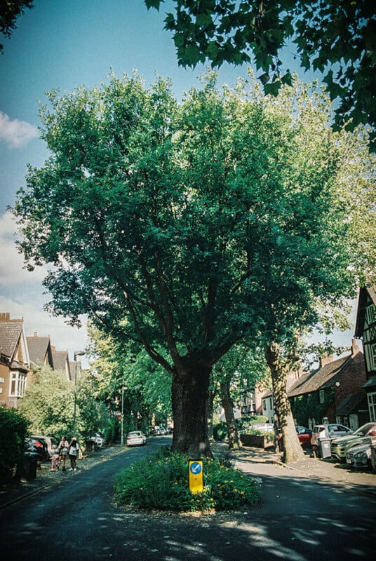 A large tree stands in the center of a quiet residential street, with houses and parked cars lining both sides. People walk along the sidewalk under a clear blue sky. A small traffic sign is visible at the tree's base.