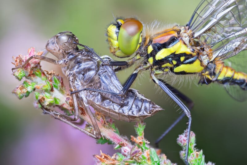 Close-up of a dragonfly with vibrant yellow and black markings emerging from its exoskeleton on a twig. The background is softly blurred with shades of green and pink.