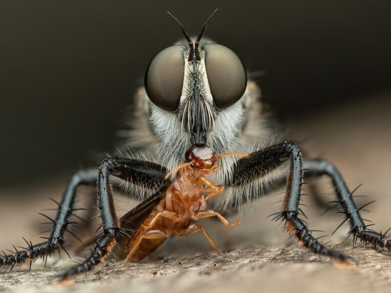 Close-up of a robber fly holding prey in its mouth. The fly's large compound eyes and spiny legs are prominent. The prey is a smaller insect, and both are positioned on a rough surface. The background is blurred.