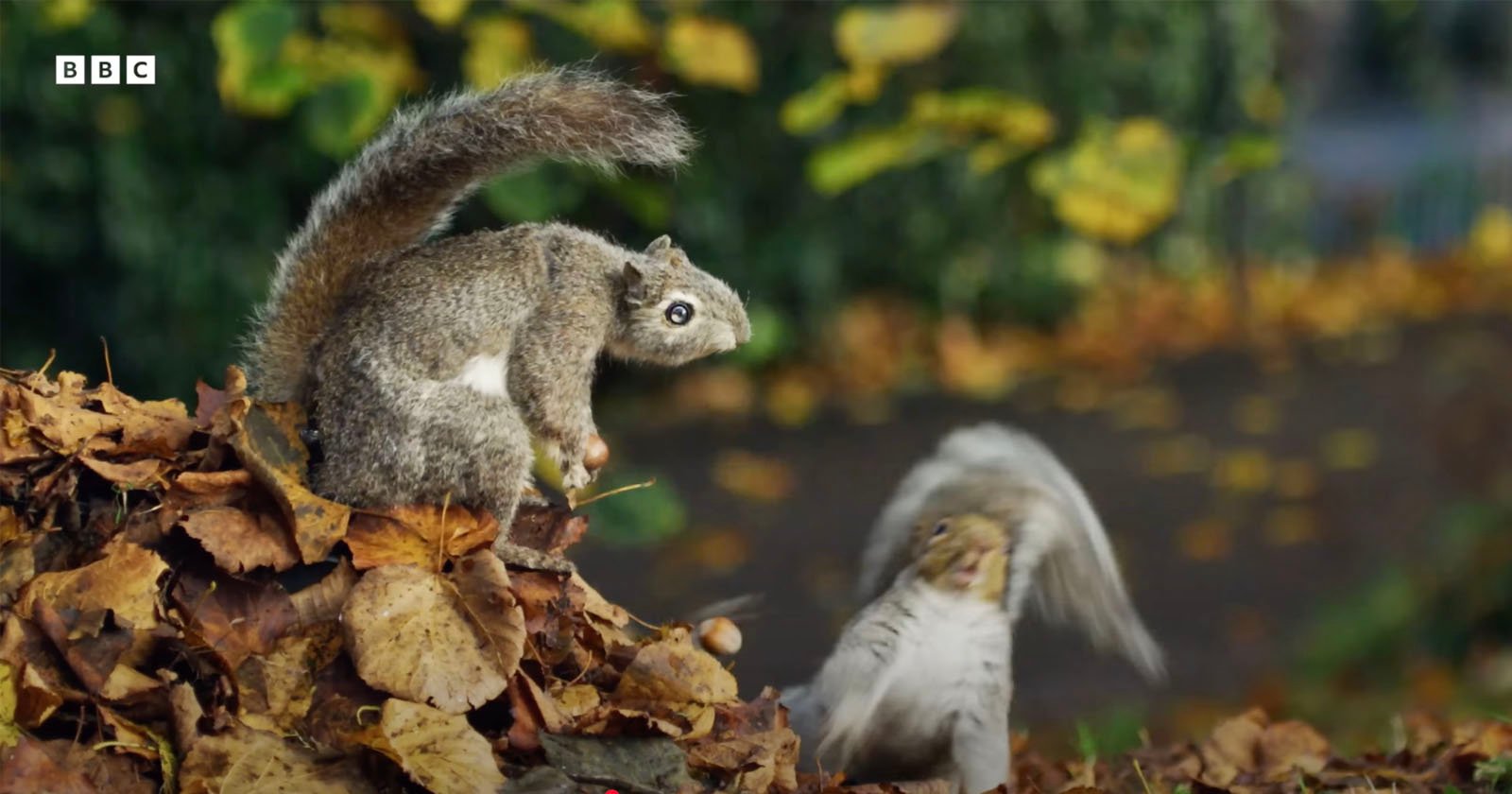 A squirrel is perched on a pile of leaves, facing left. Its tail is raised. In the background, there is motion blur from a bird taking off among the fallen leaves. The scene is set outdoors with autumn foliage.