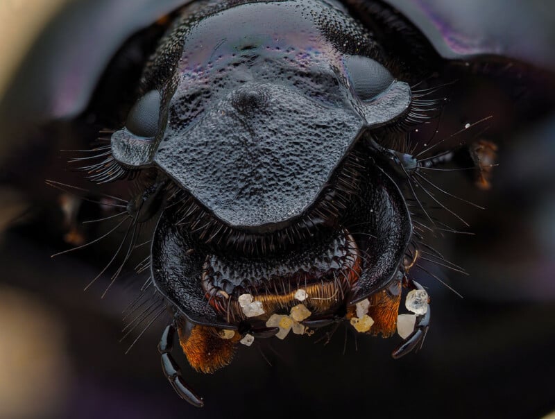 Extreme close-up of a beetle's face, showing its textured black head and detailed mandibles. Tiny grains are visible on the mandibles, and fine hairs surround its mouthparts. The image captures the intricate details of the beetle's features.