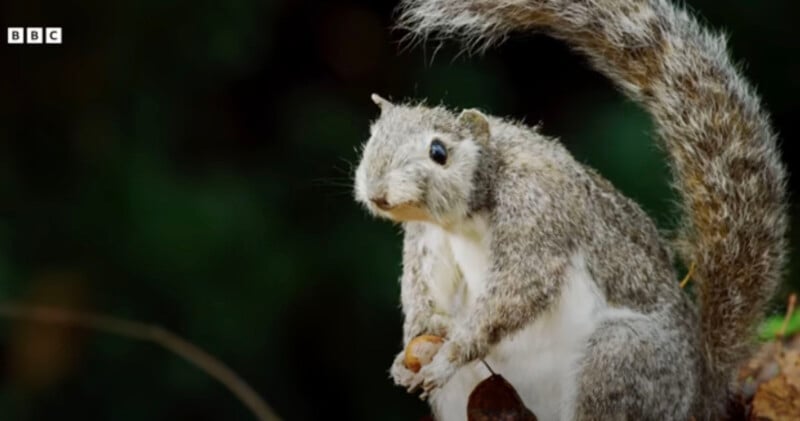 A squirrel with a bushy tail holds a nut in its front paws. The background is dark green, suggesting a natural, outdoor setting. The BBC logo is visible in the top left corner.