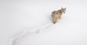 A lone coyote stands in the snow, with its body turned slightly sideways, looking back. Its tail is bushy and fur is tinged with frost. A trail of paw prints extends behind it, creating a path through the smooth white snow.