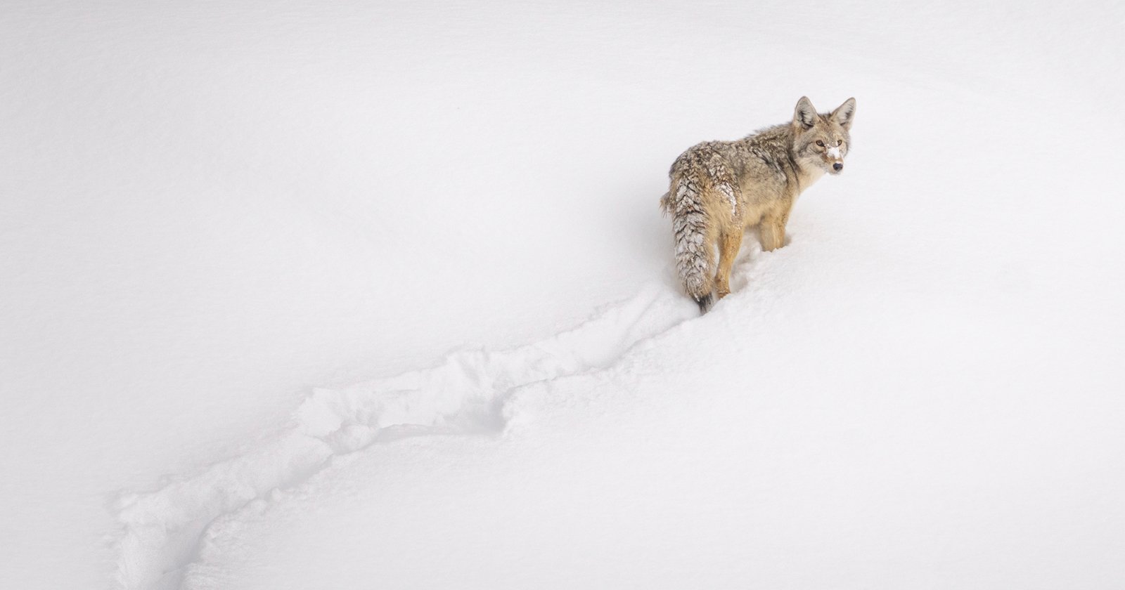 Award-Winning Photographer Works to Save Wildlife Through Her Photos