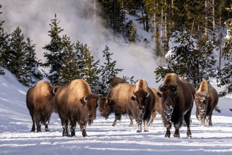 A group of bison stands in a snowy landscape surrounded by pine trees. Steam rises in the background, possibly from a nearby geothermal feature. The bison have snow on their faces and bodies, suggesting a cold environment.