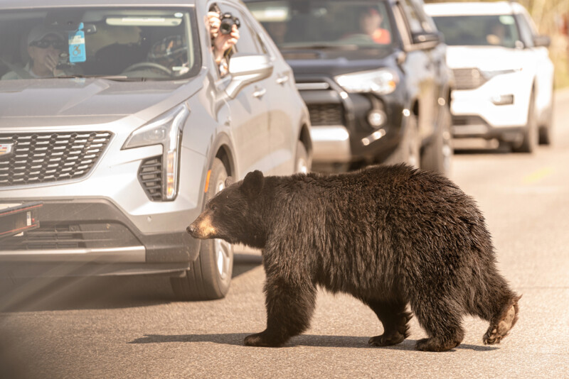 A black bear crosses a road in front of a line of cars. People in the vehicles are taking photos of the bear. The scene is in broad daylight, and the bear appears calm as it walks on the asphalt.