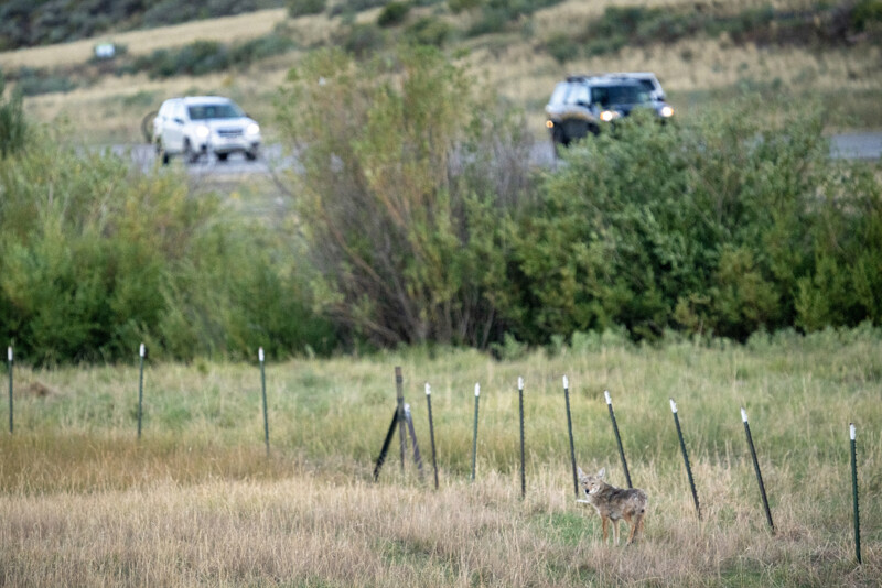 A coyote stands in a grassy field near a fence, with a blurred background of two cars driving on a road. Bushes and grasslands are visible, suggesting a rural setting.