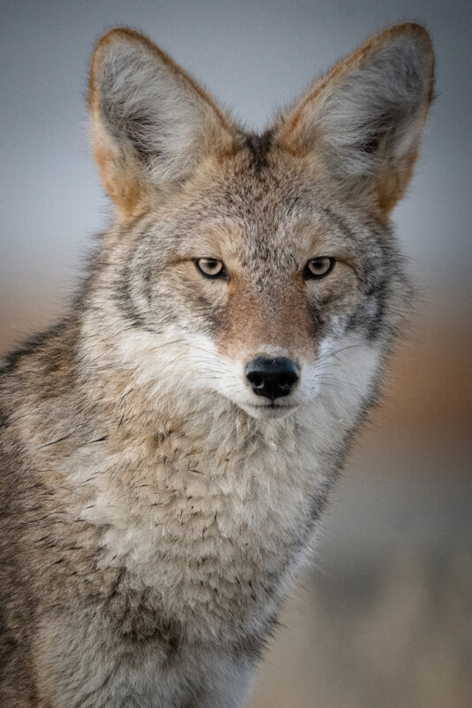 Close-up shot of a coyote with thick, mottled fur and large, pointed ears. The coyote gazes directly at the camera with alert eyes, set against a soft-focus background.