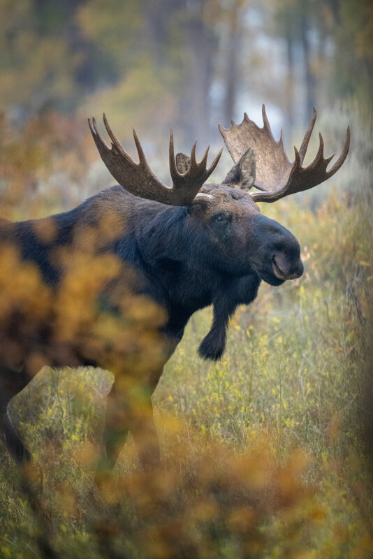 A large moose with impressive antlers stands in a misty, forested area. The foreground is blurred with autumn foliage, giving a warm, peaceful feel to the scene.