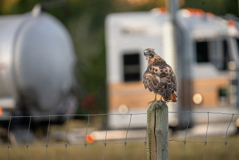 A hawk is perched on a wooden post behind a wire fence. In the background, there are two large, out-of-focus trucks on a road. The scene is set in a rural area, giving a sense of wildlife near human activity.