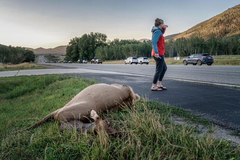 A person in a red and blue jacket walks along a road near a dead elk lying on the grass. Cars are lined up on the road in the background, with trees and hills visible under a clear sky.