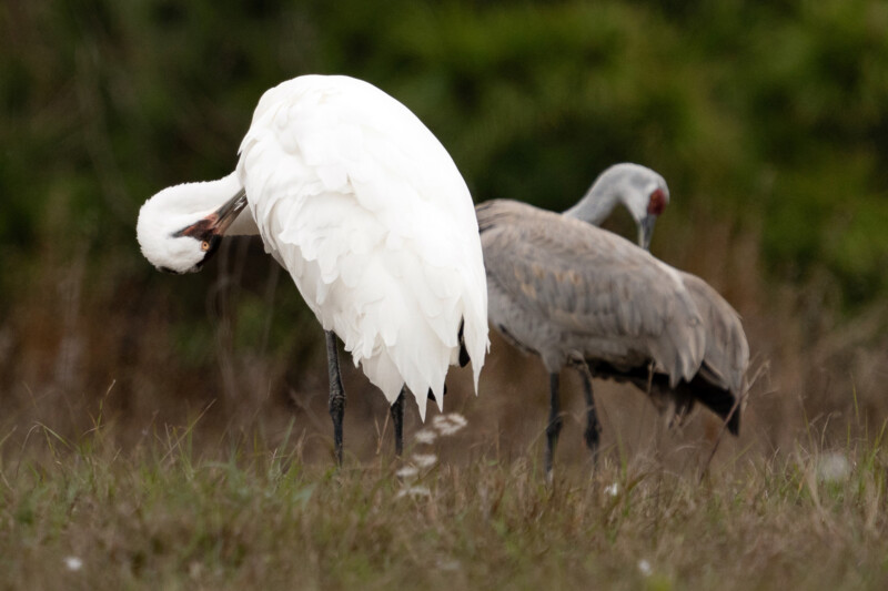A white whooping crane and a sandhill crane stand in a grassy field. The whooping crane is preening its feathers with its beak, while the sandhill crane is bent forward, facing away. The background is blurred greenery.