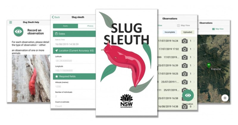 Screenshots of the "Slug Sleuth" app show various features, including a recording observation screen, details like time and location, and a list of observations with maps. The app is branded with the NSW government logo.