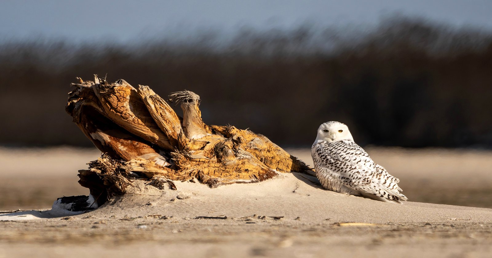 A snowy owl with white and black-speckled feathers sits on sandy terrain next to a piece of driftwood under a clear blue sky. The background is blurred, highlighting the owl's calm presence.