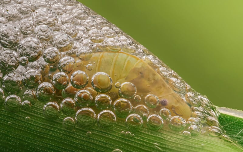 Close-up of bubbles clustered on a green leaf, partially obscuring an insect underneath. The bubbles are clear and reflect light, creating a shiny texture against the smooth surface of the leaf.