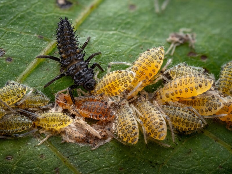 Close-up of a black ladybug larva near a cluster of yellow, translucent ladybug pupae with black markings on a green leaf. The scene shows various stages of development on the leaf surface.