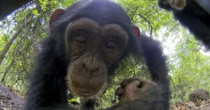 A curious chimpanzee looks closely at the camera in a forest setting. The background is filled with green leaves and branches, creating a natural environment. The chimpanzee's face is centered and expressive.