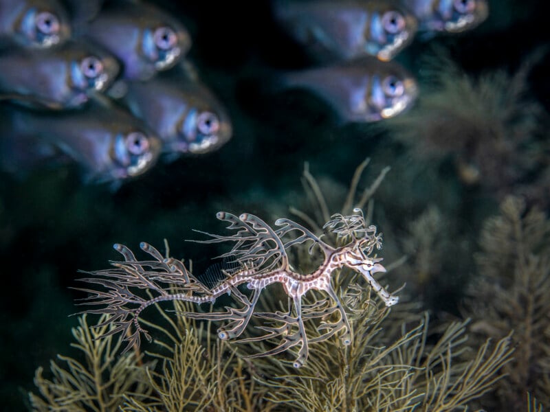 A leafy sea dragon camouflaged among underwater plants, with a school of curious fish observing from the upper left corner. The sea dragon's intricate appendages mimic the surrounding aquatic foliage.