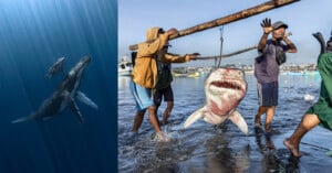 Left: Underwater view of a humpback whale swimming with her calf. Right: Fishermen carrying a large shark suspended on a pole by the water's edge, with fishing boats in the background.