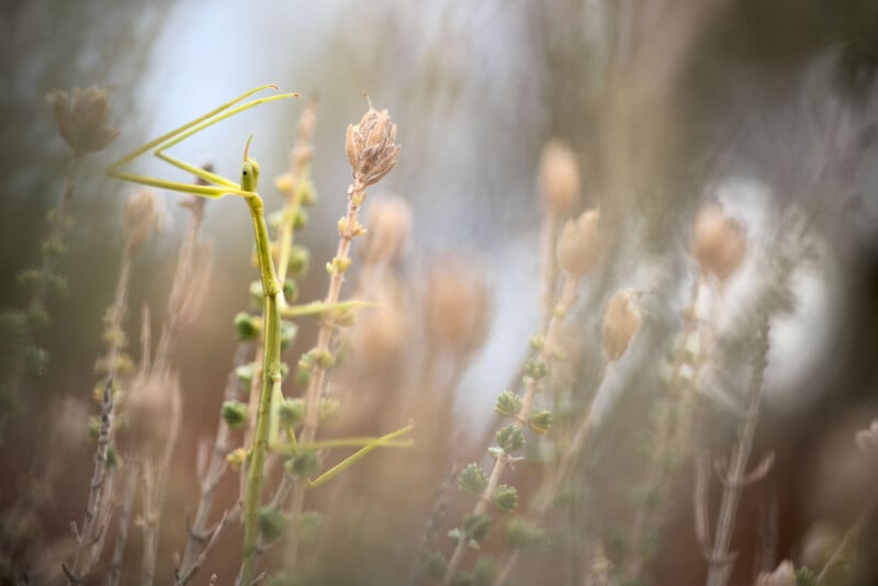 A camouflaged stick insect blends seamlessly among dried branches and vegetation, surrounded by soft, muted tones of brown and green. The insect's elongated body mimics the thin stems, making it challenging to spot.