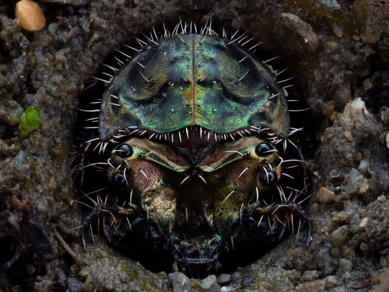 Close-up of a tiger beetle's head, showing iridescent green and bronze coloring, with prominent dark eyes, and spiky hairs around its mandibles. The beetle is partially submerged in dark, moist soil.