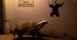 A badger walks along a dimly lit path, approaching a wall with a black silhouette of a dancing badger painted on it. A sign above reads, "Keep clear at all times.