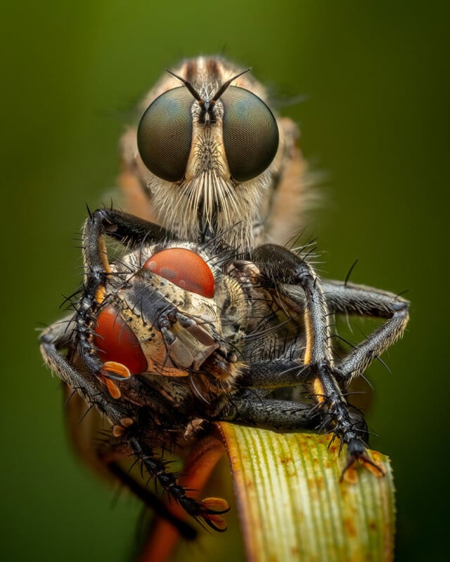 Close-up of a predatory insect holding another insect with large red eyes. The background is a soft green, emphasizing the intricate details of the insects' textures and features.