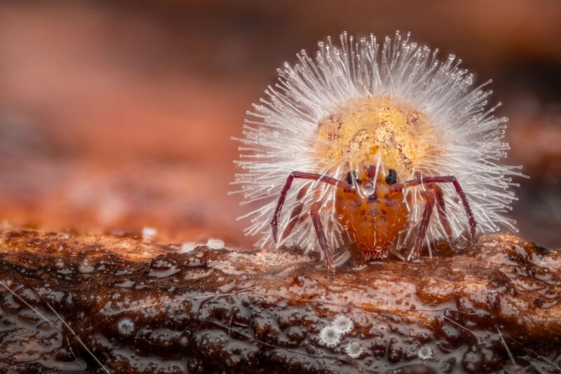 Close-up of a tiny, fuzzy creature on a wet, brown surface. The creature has a bright yellow body covered in fine, translucent filaments, and red, spindly legs. Its beaded texture and delicate appearance contrast with the moist, rough surface below.