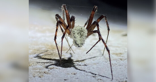 Close-up photograph of a spider with long, slender legs and a body covered in white mold or fungus, standing on a beige surface. The lighting casts a distinct shadow underneath, emphasizing the spider's texture.