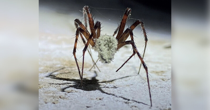 Scientists Capture Footage of Spider Catapulting Prey Into Web Using ...