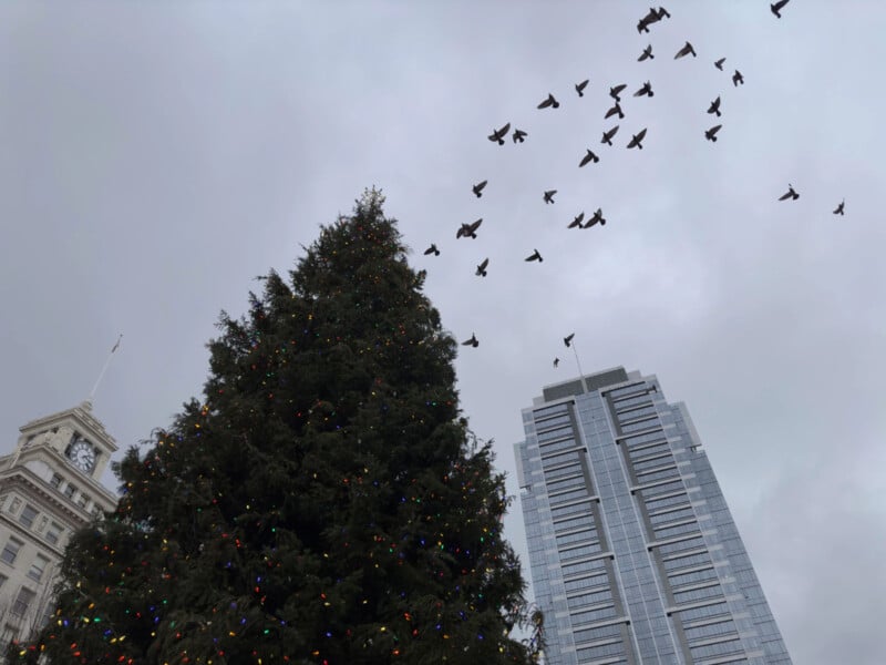 A large Christmas tree with colorful lights stands tall next to a modern skyscraper under a cloudy sky. A flock of birds flies above, creating a dynamic contrast against the static buildings.