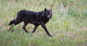 A black wolf with piercing eyes walks gracefully through lush green grass, surrounded by dense foliage. Its dark fur contrasts with the vibrant greenery, capturing the untamed essence of the wilderness.