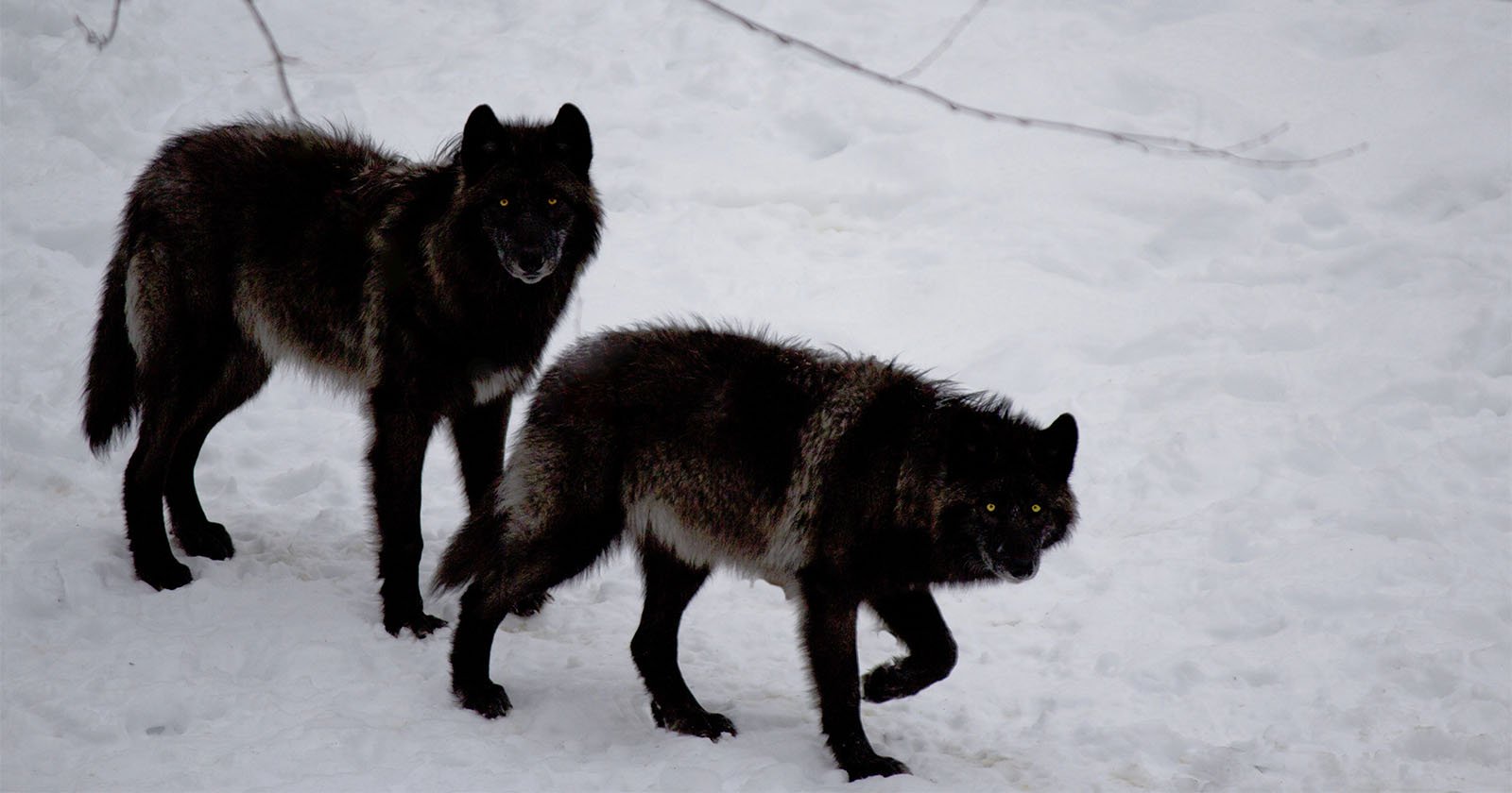 Pair of Rare Black Wolves Caught on Camera in Poland