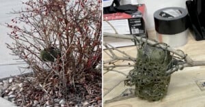 Left side: A small green object resembling a ball is stuck in a bare bush with red berries. Right side: The same green object entangled in a net and twig structure rests on a tabletop near boxes and a jar.