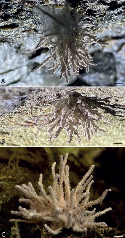 Three images of a sea slug, each showing different perspectives and lighting conditions. The slug has a soft, translucent appearance with numerous branching appendages, resembling a cluster of coral or delicate tentacles.