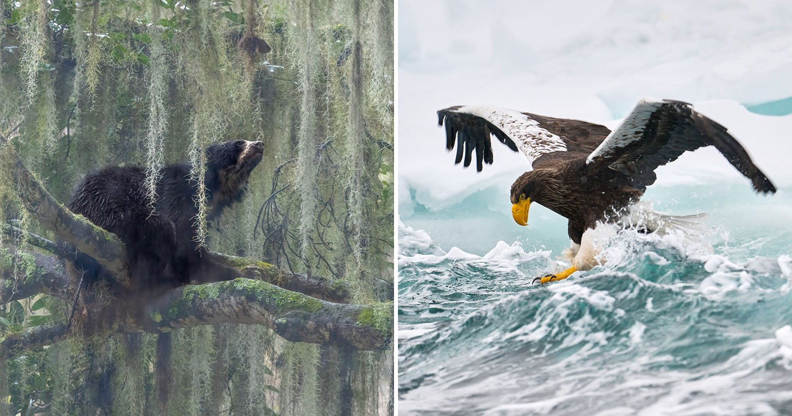 Left: A spectacled bear resting on a tree branch surrounded by hanging moss. Right: A Steller's sea eagle swooping over turbulent ocean waters, wings outstretched, with icy waves in the background.