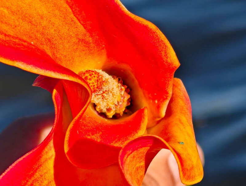 Close-up of a vibrant orange flower with a curled petal and textured center, held by a hand against a blurred blue background.