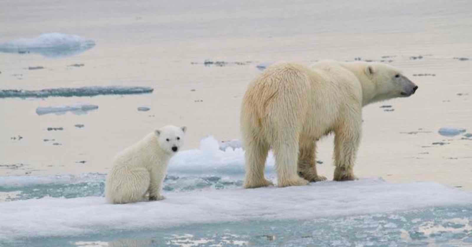 A polar bear and its cub stand on a melting ice floe in an icy body of water. The cub sits while the adult bear stands, both looking in opposite directions. Thin ice and patches of snow are visible around them under a cloudy sky.