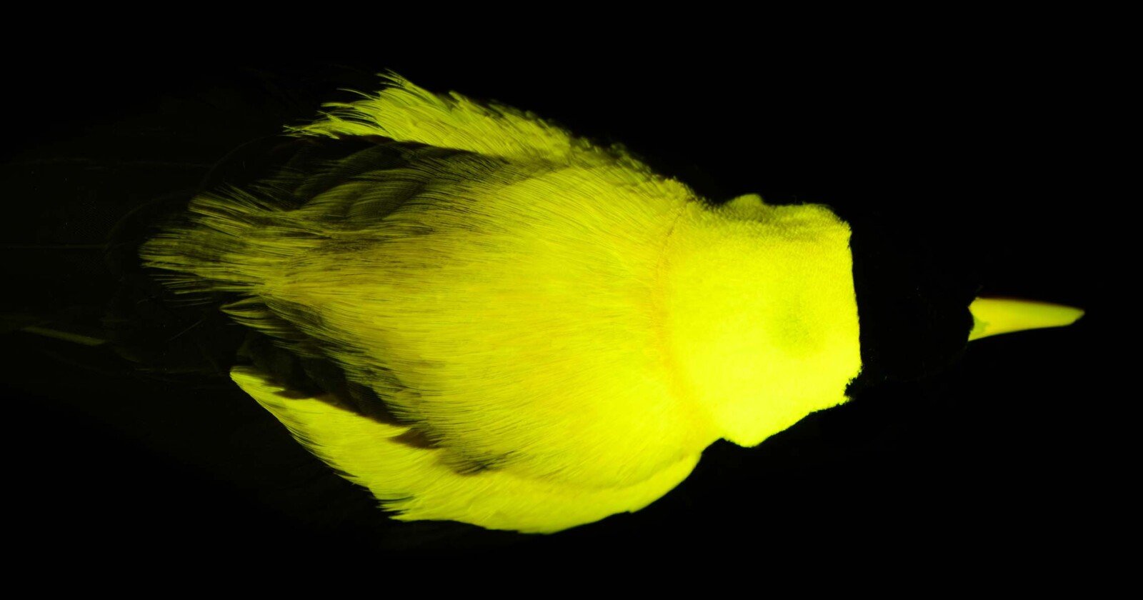 A bird glowing brightly against a black background. The neon-yellow feathers dominate the image, with darker feathers near the wings. The bird's head is turned to the side, highlighting a lighter-colored beak.