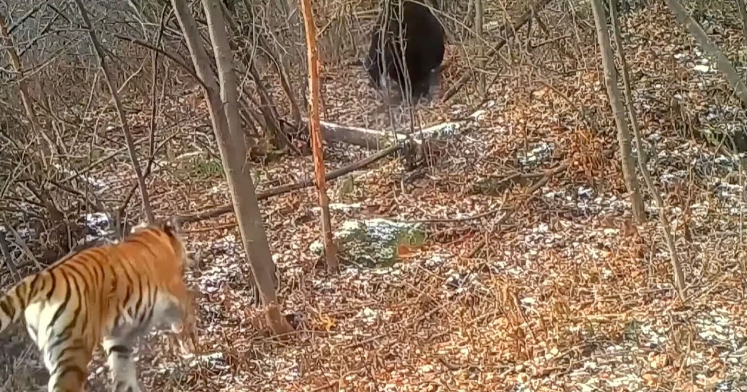 Siberian Tiger With Record-Breaking Five Cubs Recorded on Trail Camera ...