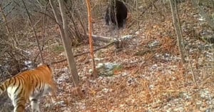 A tiger and a bear stand in a snow-dusted forest with bare trees. The tiger is in the foreground, facing away, and the bear is in the background, partially obscured by vegetation. The ground is covered with fallen leaves.